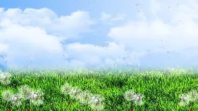 唯美的草地蒲公英蓝天模板视频的预览图